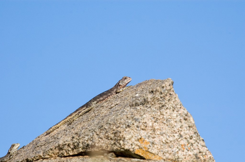 Serengeti firben.jpg - Red-headed Rock Agama (Agama agama), Tanzania 2006